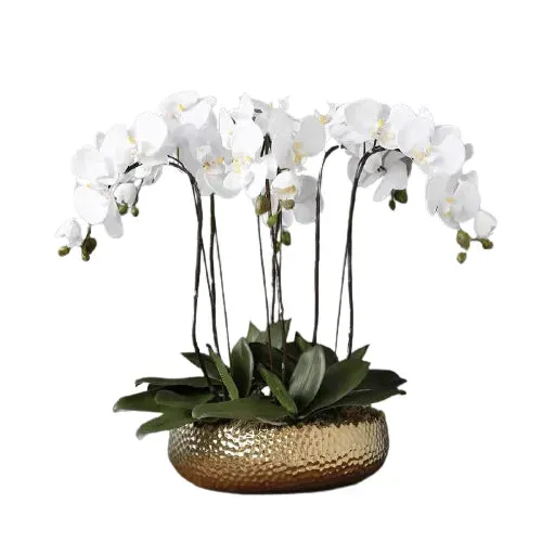 6 Stems White Phalaenopsis Arrangement in Golden Pot