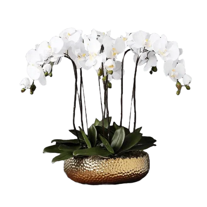 6 Stems White Phalaenopsis Arrangement in Golden Pot