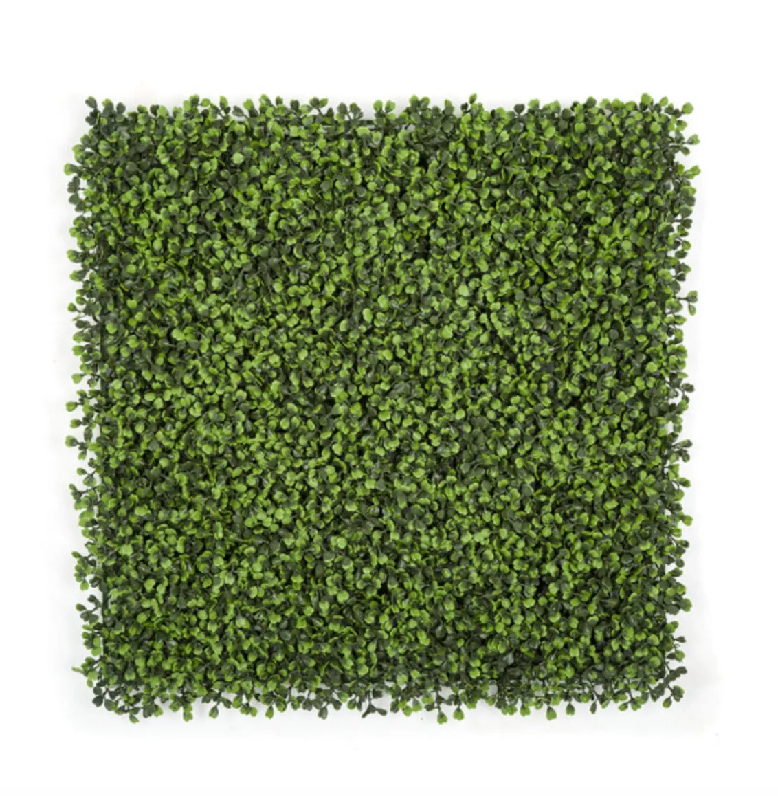 Common Boxwood Mat - 20" x 20"