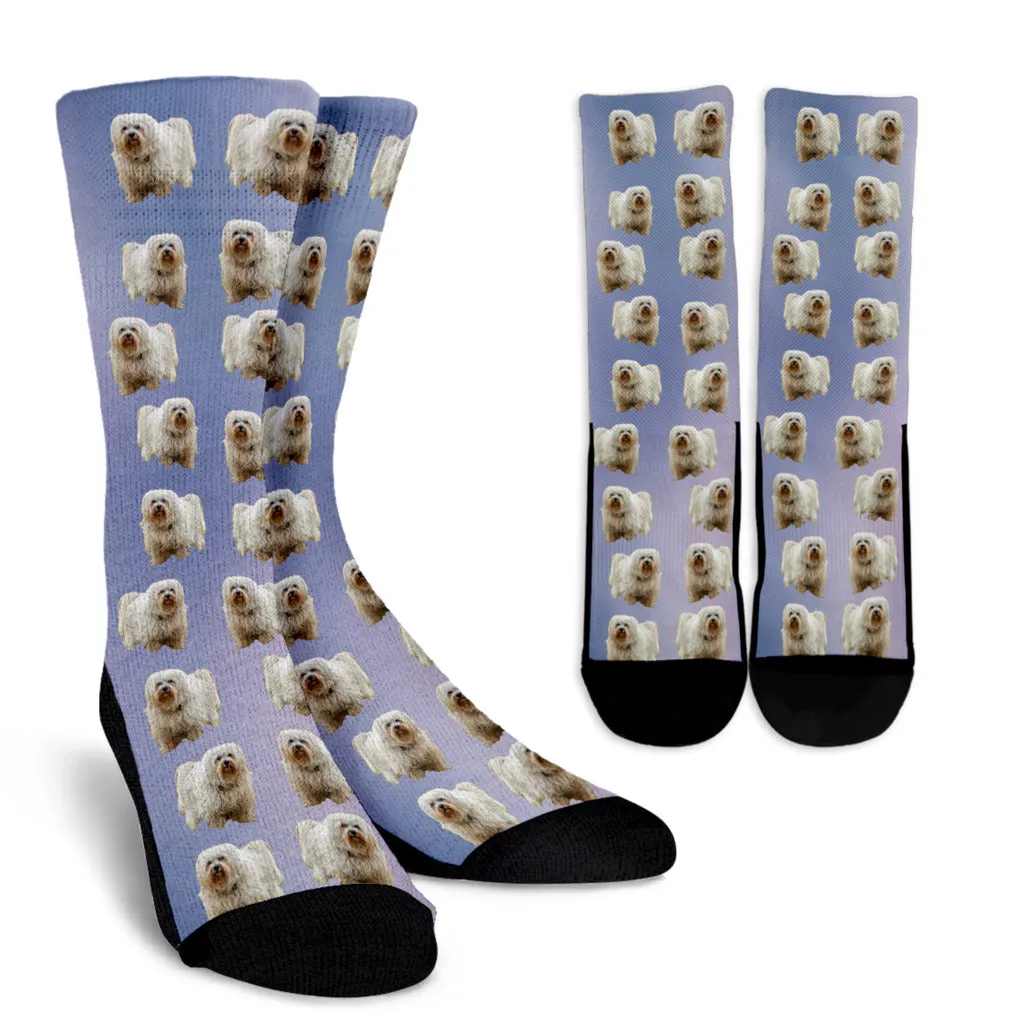 Havanese Socks