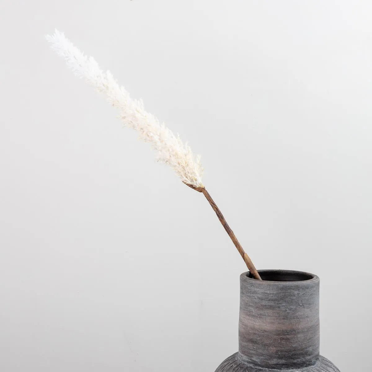 Pampas Grass On Stem Cream