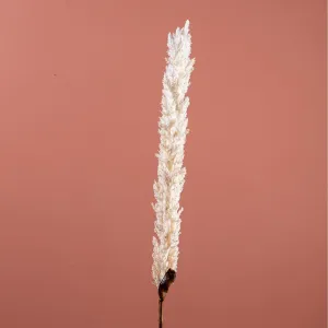 Pampas Grass On Stem Cream